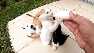 I Changed the Lives of 5 Orphaned Kittens Who Lost Their Mother. Part 7