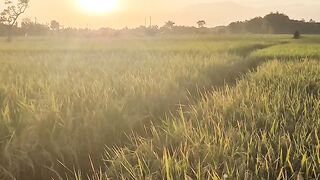 nature view