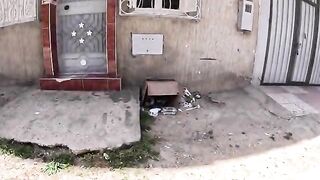 This Stray Cat’s Pure Reaction to Getting a Plastic House Will Melt Your Heart.