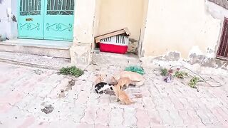 This Injured Stray Kitten Was Crying For Help.. So I Saved Her.
