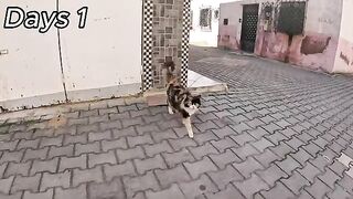 Batoul Never Gave Up: 35 Days of Treatment and Love.