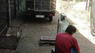 Kereta ayam