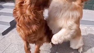 Funny, Cute, Animals.! (Part 7)