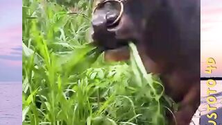 Mengapa kerbau tiba-tiba terdiam saat mengunyah makanan🧐 plustoto4d