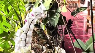 Escape to the Countryside: Indonesian Slow Living POV