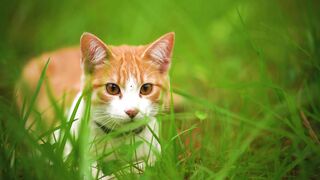 mixkit-white-cat-lying-among-the-grasses-seen-up-close-22732-hd-ready.mp4