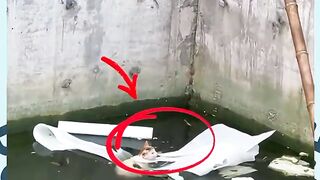 Floating Cat Rescued Just In Time! 🥺💔 #shorts