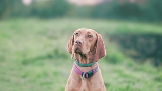 ✅O Som Mais Poderoso do Mundo para Acalmar Animais