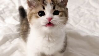 Little kitten 2
