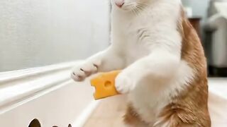 Greedy Mouse Tricks the Cat... But Gets the Funniest Revenge! 🐱