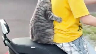 Cat's Funniest Bike Ride Ever