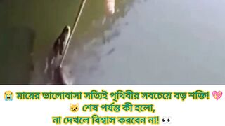 🐱 সন্তানকে বাঁচাতে নিজের জীবন বাজি! 😭