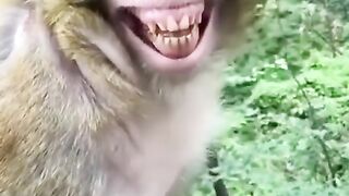 Smilling monkey