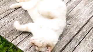 🐱 Lazy Cat Relaxing on the Table 😴❤️ #Shorts
