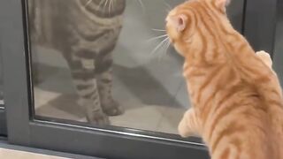 🐱 Two Cats Face to Face Through Glass! 😂 #Shorts