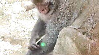 🐵 Monkey Tries to Catch the Laser Light! 😂🔴 #Shorts