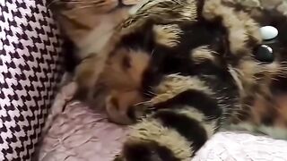 Cats Who Agreed To Be Babysitters And Regretted It.
