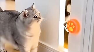 🐱The Cat Pressed the Sensor... But a HUSKY Head Jumped Out_ 🐶 Hidden Husky Mystery _shorts _cat _dog
