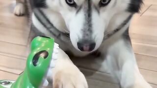 wait for the end 😂 _husky _funny _viral _siberianhusky