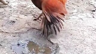 Tiny Puppy Challenges a Rooster… and Regrets It! 😂🐶🐓