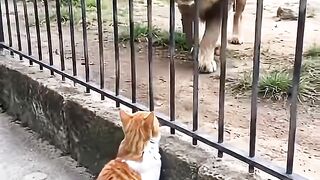 The Cat Wasn't Afraid of the Lion! 🦁🐱 Funny Animal Moment