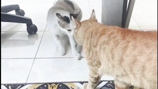 Loki Oyen