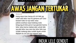 Induk lele gendut isi telur - Induk lele gendut isi pakan AWAS jangan tertukar
