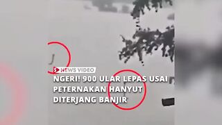Viral..!! Ngerii ratusan Ular lepas dari peternakan hanyut di terjang Banjir