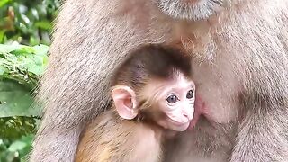 Funny moments with a loving mother monkey. _theboss _animals _monkey