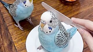 Parrot Sees Me Cutting a Parrot-Shaped Cake! 🦜🎂😂