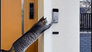 Funny Cat Doorbell Prank