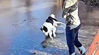 LAST_ONE_BEST_PET