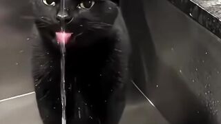 Drinking Cats