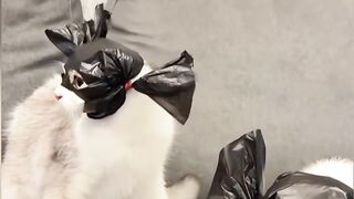 Mysterious Cats