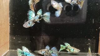 Cobra guppy fish