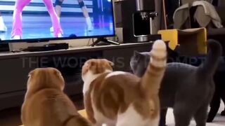 yang hitam joget mantap juga🤣 - Tigerasia88