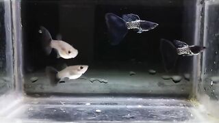 Blank Cobra guppy fish