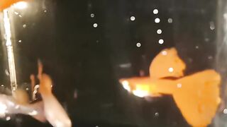 Red Moscow Guppy fish