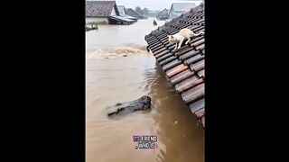 Persahabatan kucing dan buaya