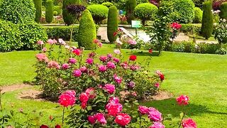Beautiful Rose Garden with Majestic Mountains | Nature Beauty | Peaceful Garden.