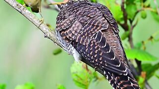 Cuckoo Secret: Feeding the Foster Chick | Amazing Wildlife Behavior