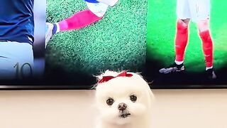 "Gaya Sang Ketua Geng, Anjing Paling Gemesin Ini Bikin Gagal Fokus! 🐶✨"