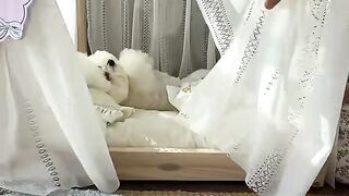 Rutinitas Pagi Guguk Kecil: Bangun Tidur, Jalan-Jalan, sampai Waktunya Sarapan! 🐶🌤️