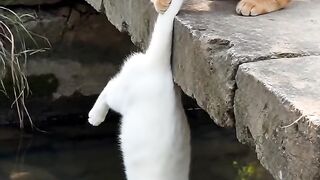 Momen Gemesin Pasangan Kucing Nemenin Masak di Dapur! 🐱🍳