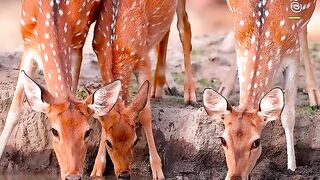 Amazing Wild Animals Compilation | Beautiful Animal Videos in 4K | Nature & Wildlife