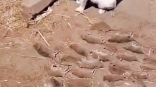 Naluri tersebut terbawa hingga mereka dewasa