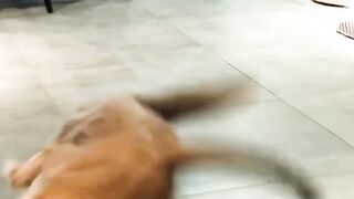 Two Angry Cats Fight While Their Kittens Watch! 😂 | Funny Cat Moments #Shorts