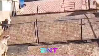 Sengit vs Santuy! Kelakuan Kocak Domba Nyeruduk Pagar Bikin Ngakak