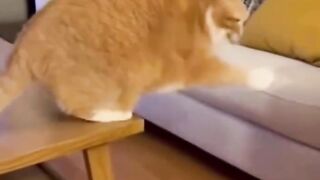 Cat's Epic Jump Fail! Misses the Bed! 🐱 #Shorts
