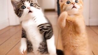 Two Friends Cats Amazing Dance Performance! 🔥 | Viral Dance #Shorts